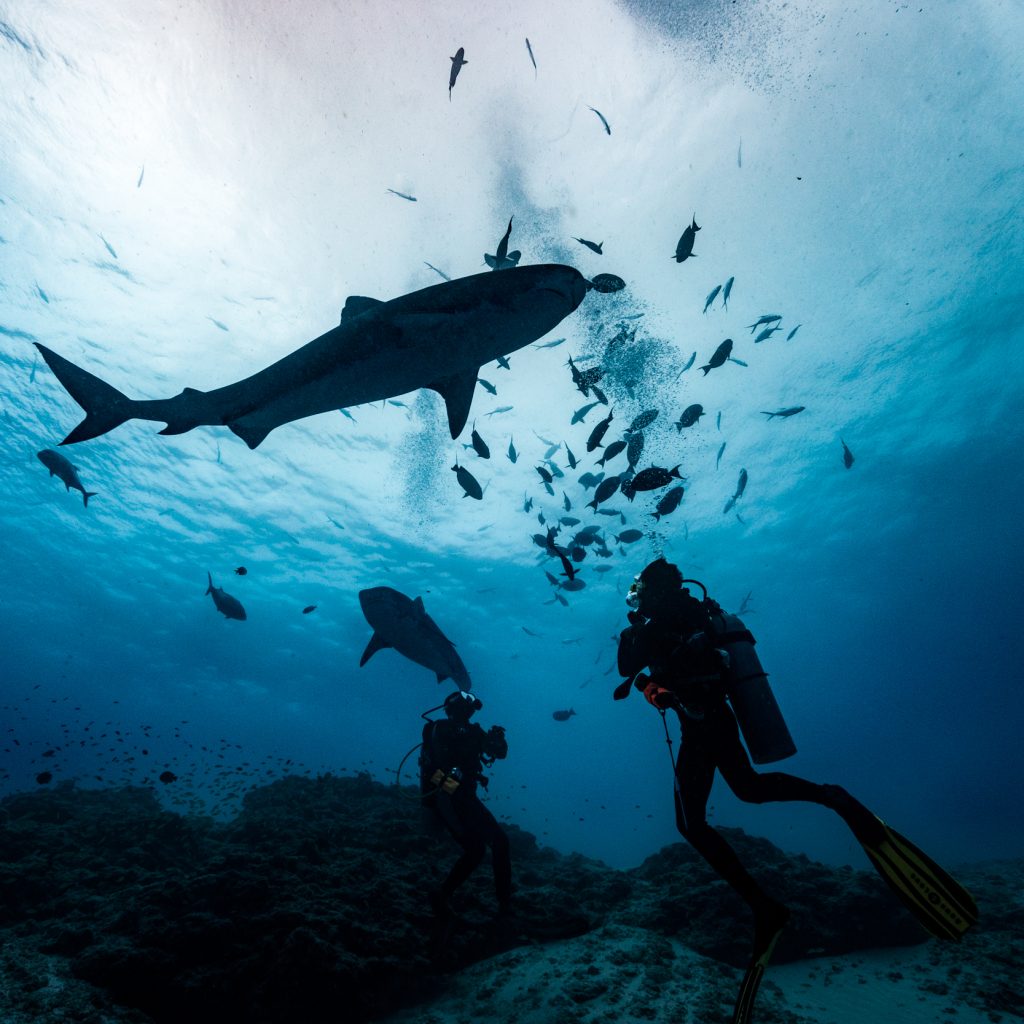 Freediving